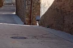 Programa de Control i seguiment de les colònies felines - Imatge del Carrer Roquetes