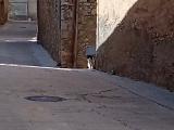 Programa de Control i seguiment de les colònies felines - Imatge del Carrer Roquetes